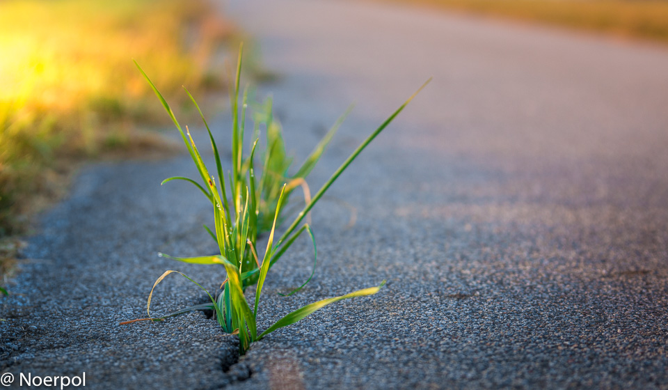 Natur arrangementer